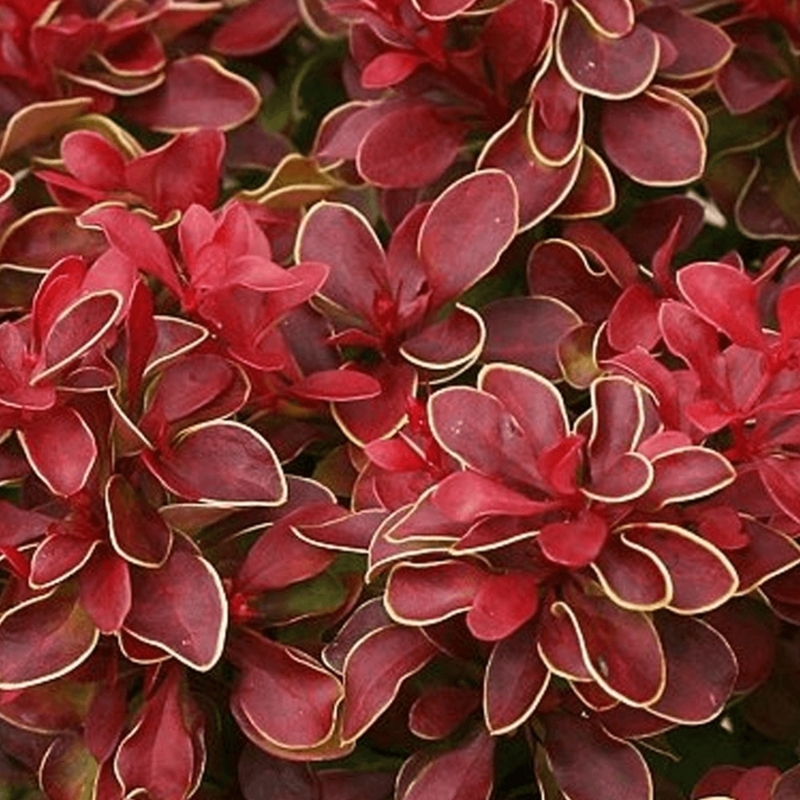 Барбарис тунберга Чикита